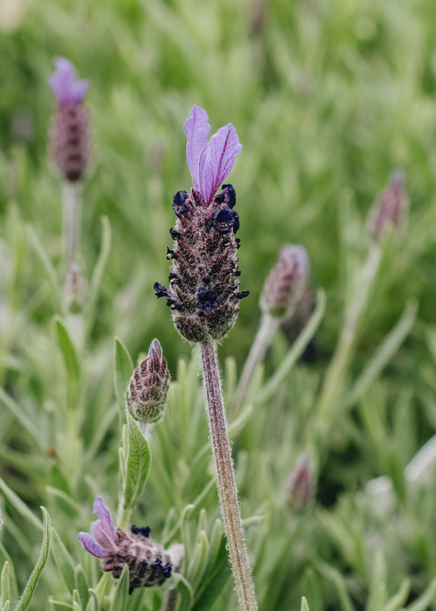 Spanish Lavender (Lavandula stoechas)