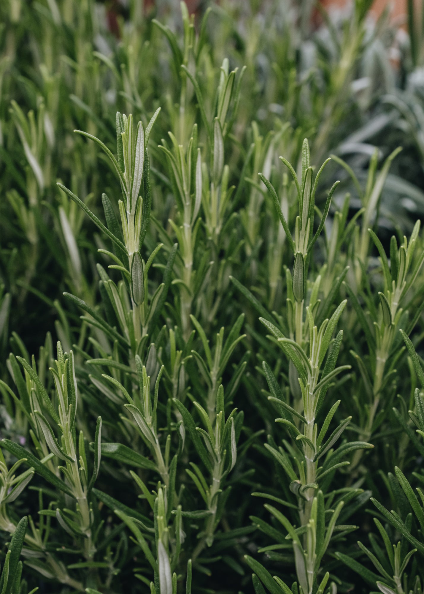 Rosmarinus officinalis Burford Garden Co