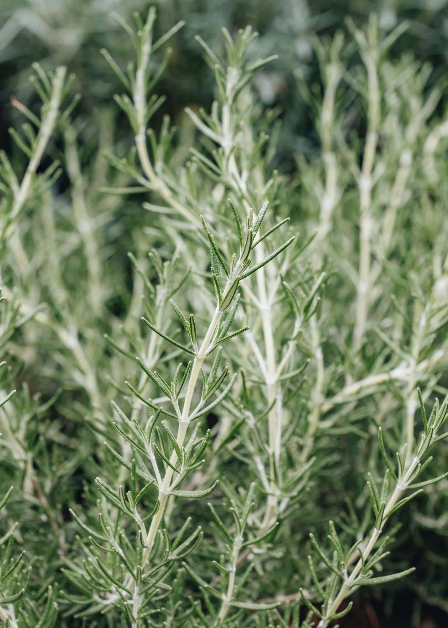 Rosmarinus officinalis Roman Beauty Burford Garden Co