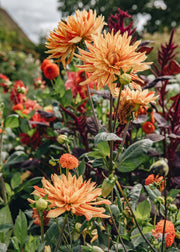 How To: Plant Dahlias