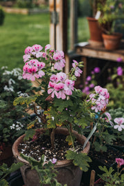 How to: Care for Scented Pelargoniums