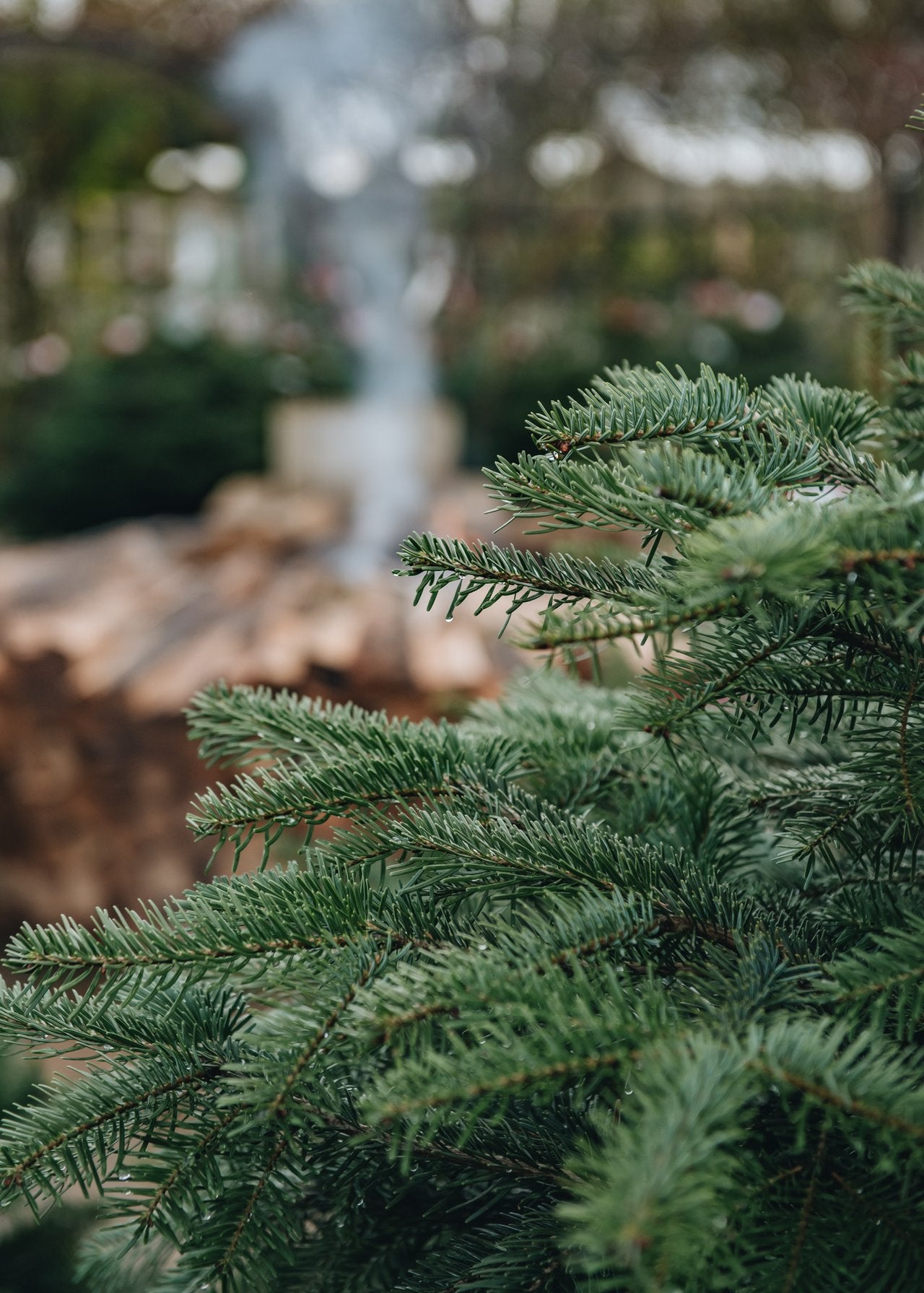 Choosing your Christmas Tree