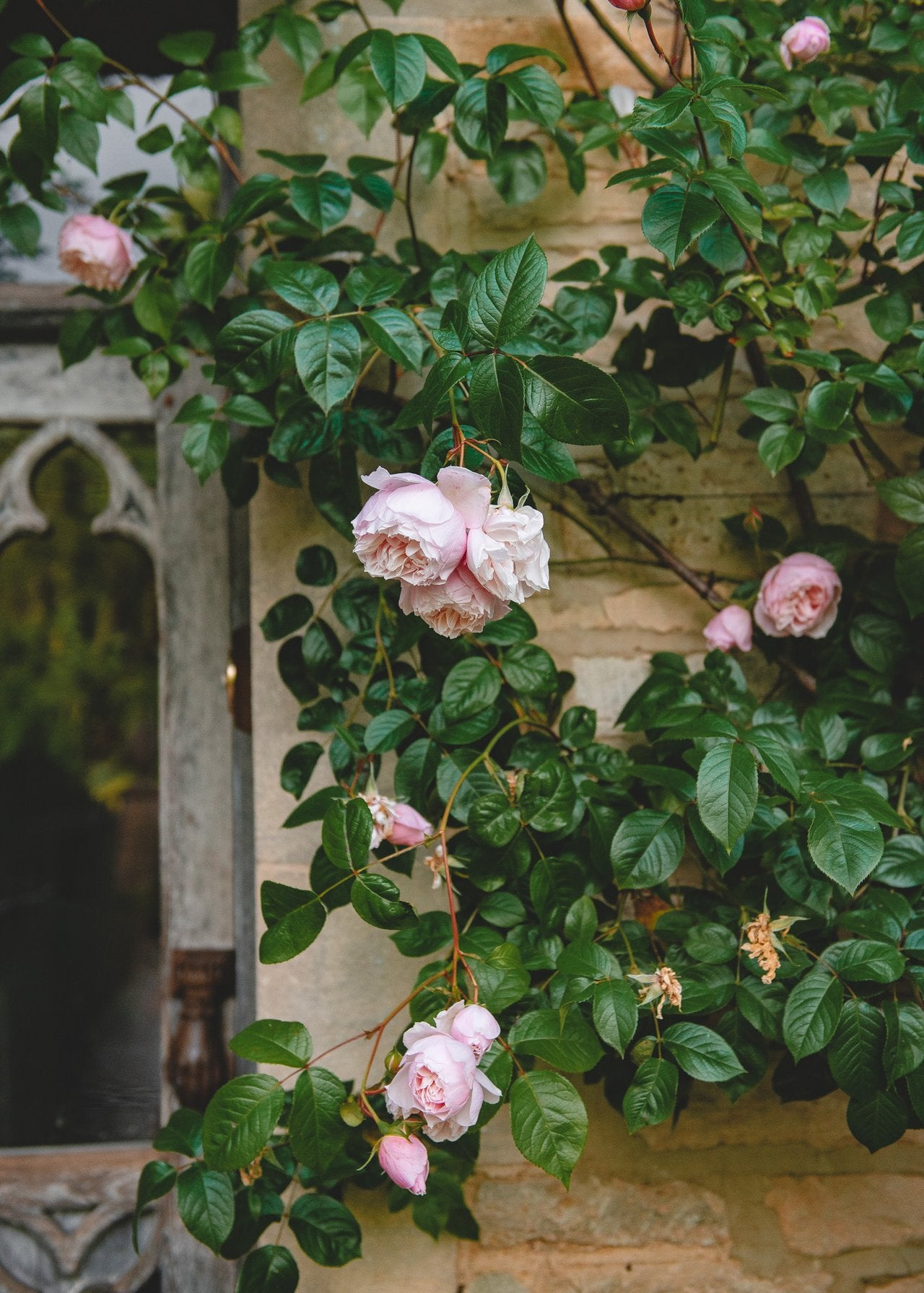 How to: Plant Roses – Burford Garden Co.