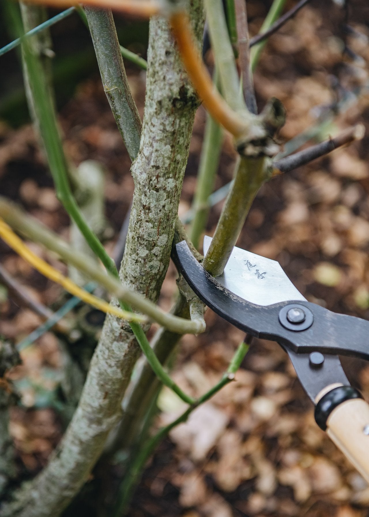 How To: Prune Shrub Roses