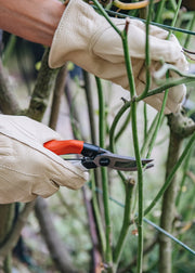 Rose Pruning Workshops with experts from David Austin - SOLD OUT