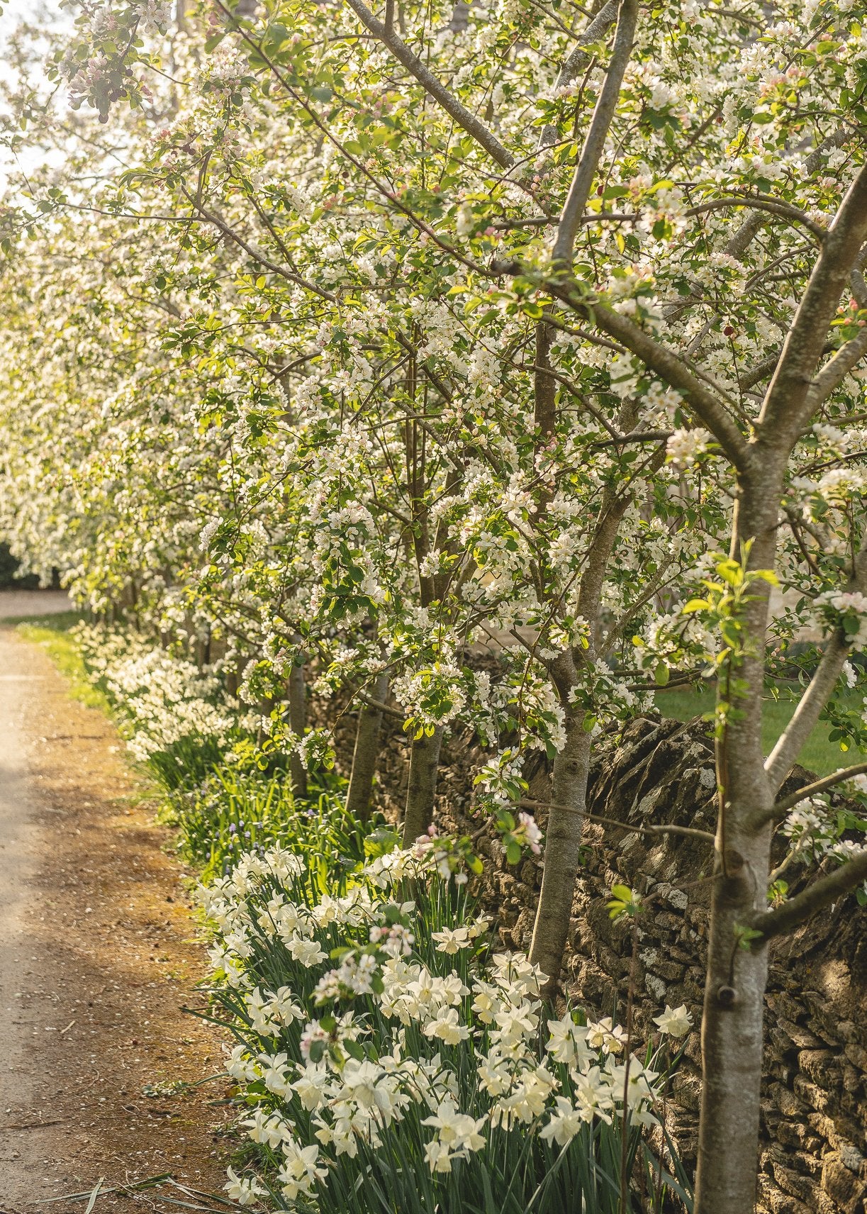 Tree Planting, Care and Pruning Workshop with 'Frank P Matthews'