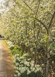 Tree Planting, Care and Pruning Workshop with 'Frank P Matthews'