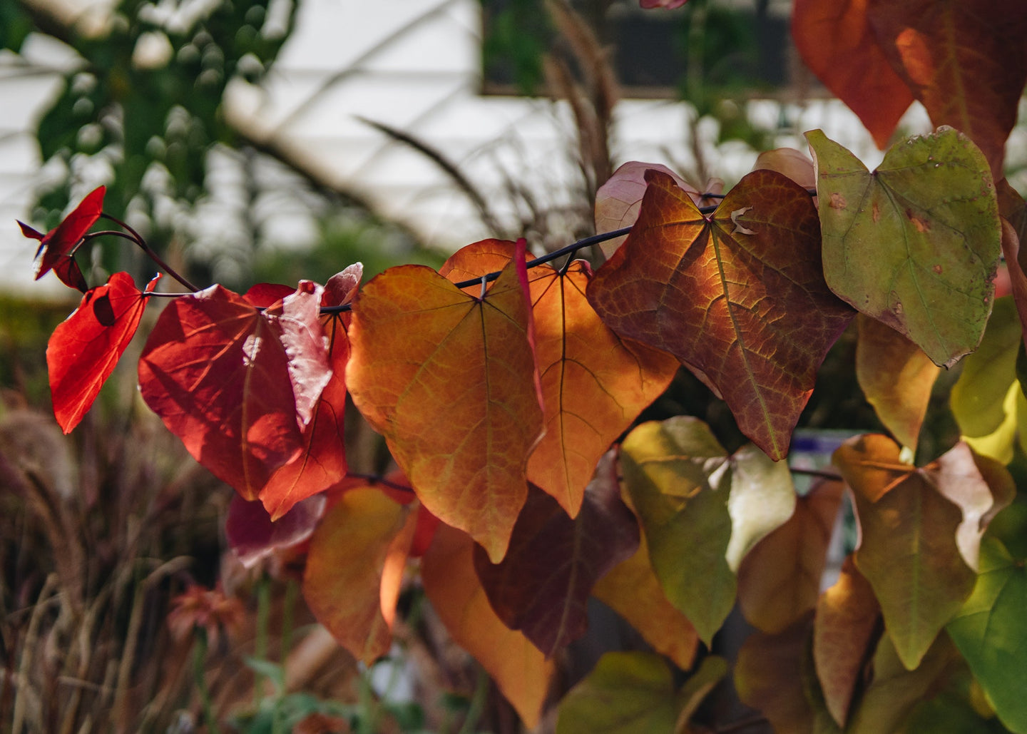 The Autumn Garden