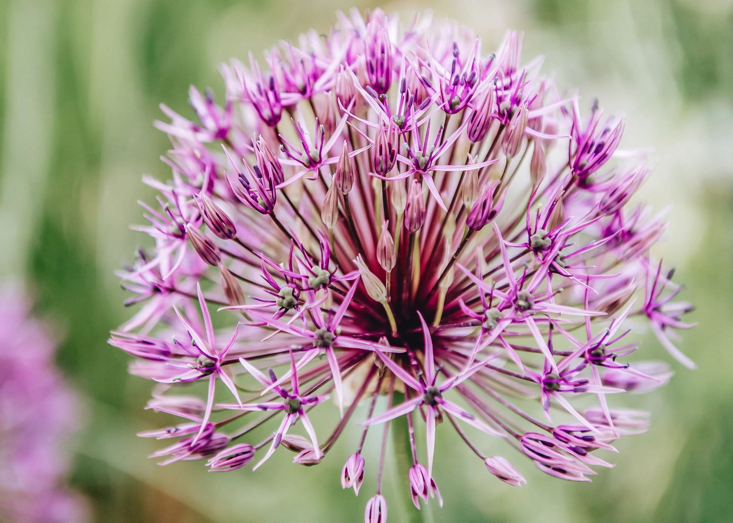 Allium Purple Rain, pack of 15 bulbs