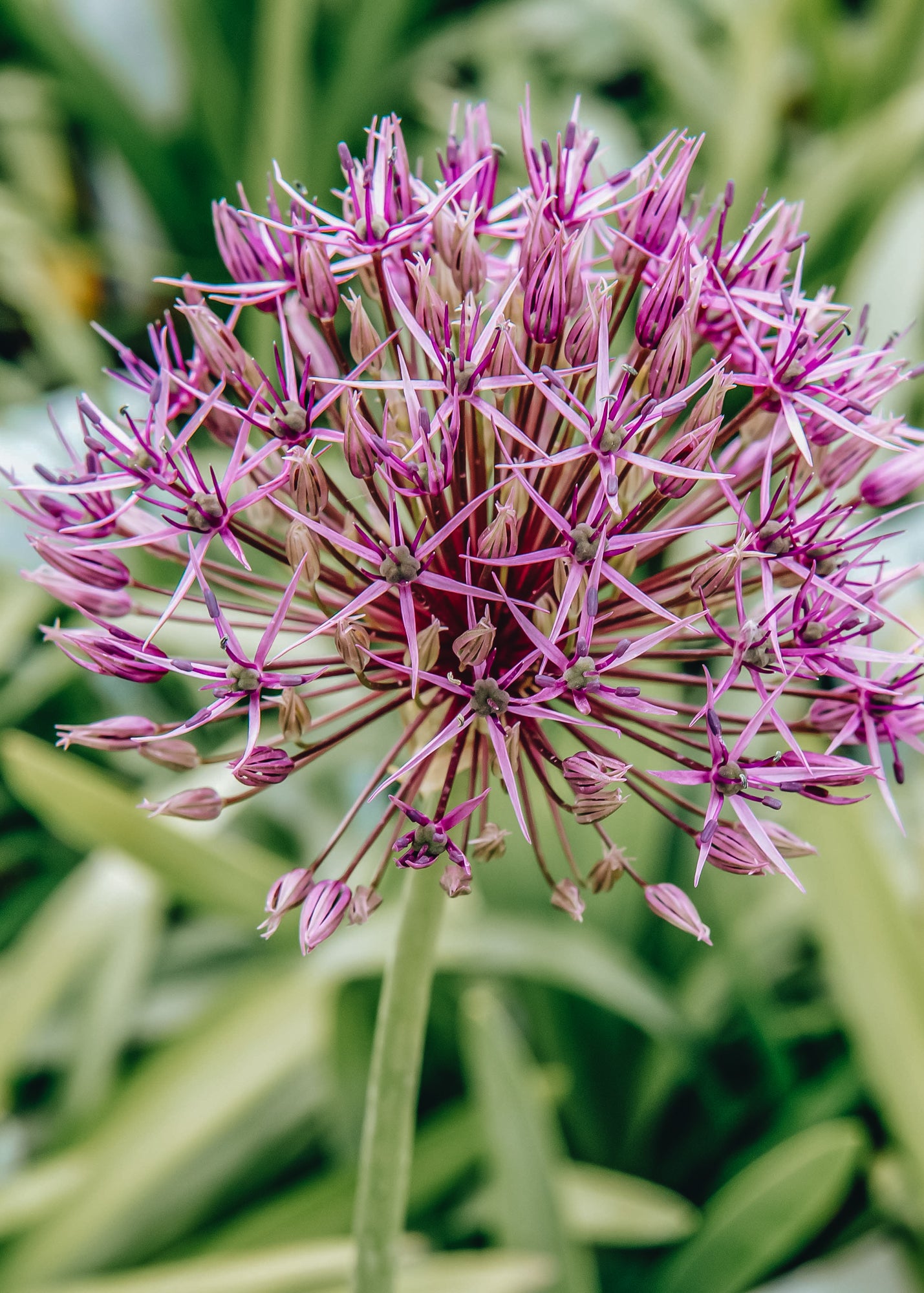 Allium Violet Beauty, pack of 10 bulbs