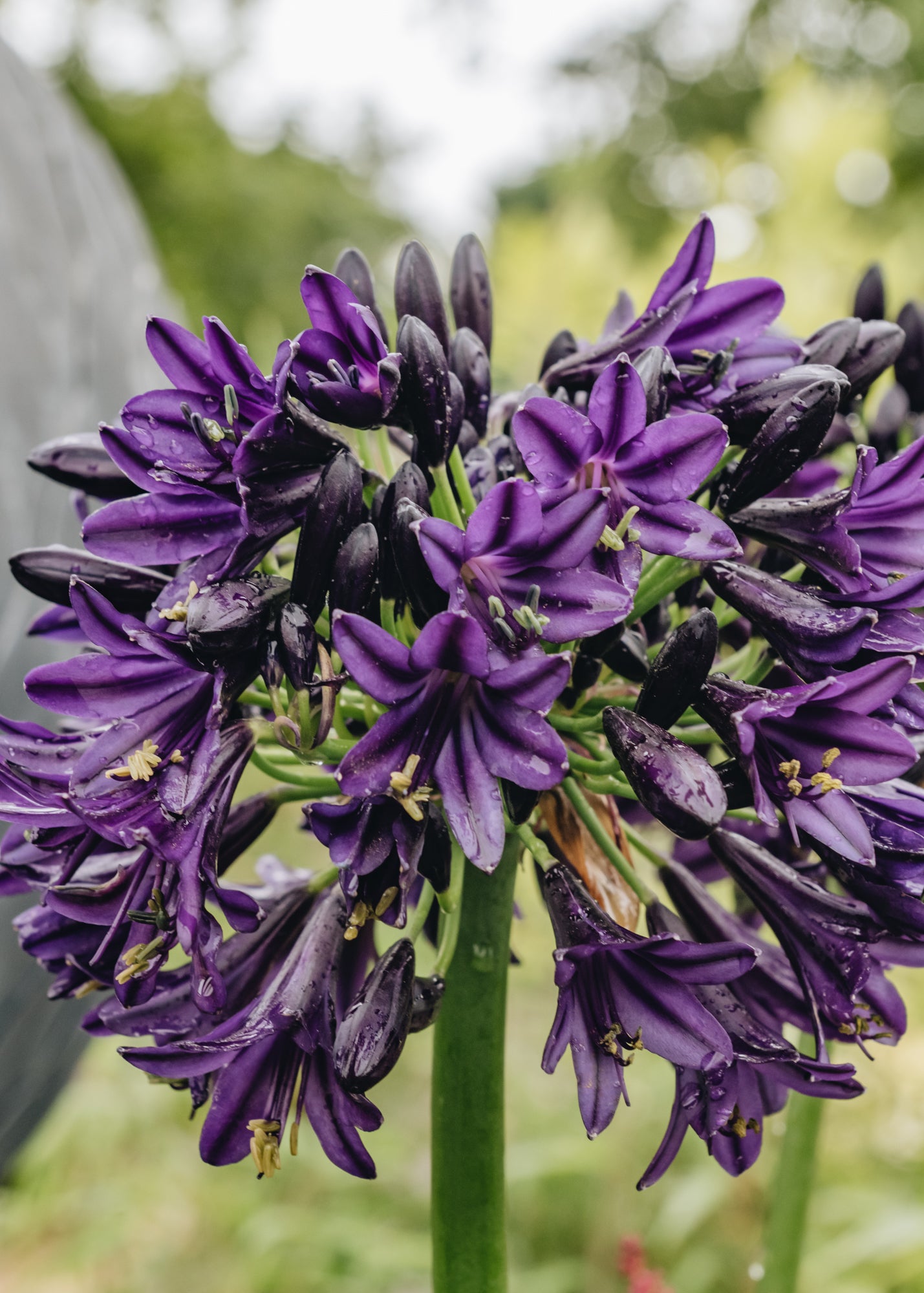 Agapanthus Black Jack