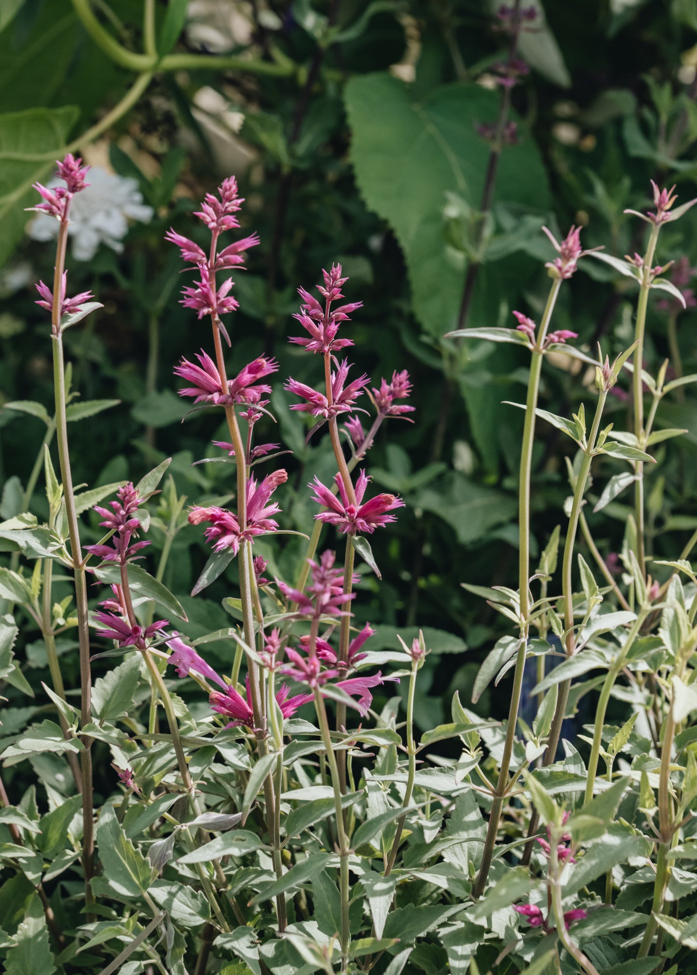 Agastache Rosie Posie 2L