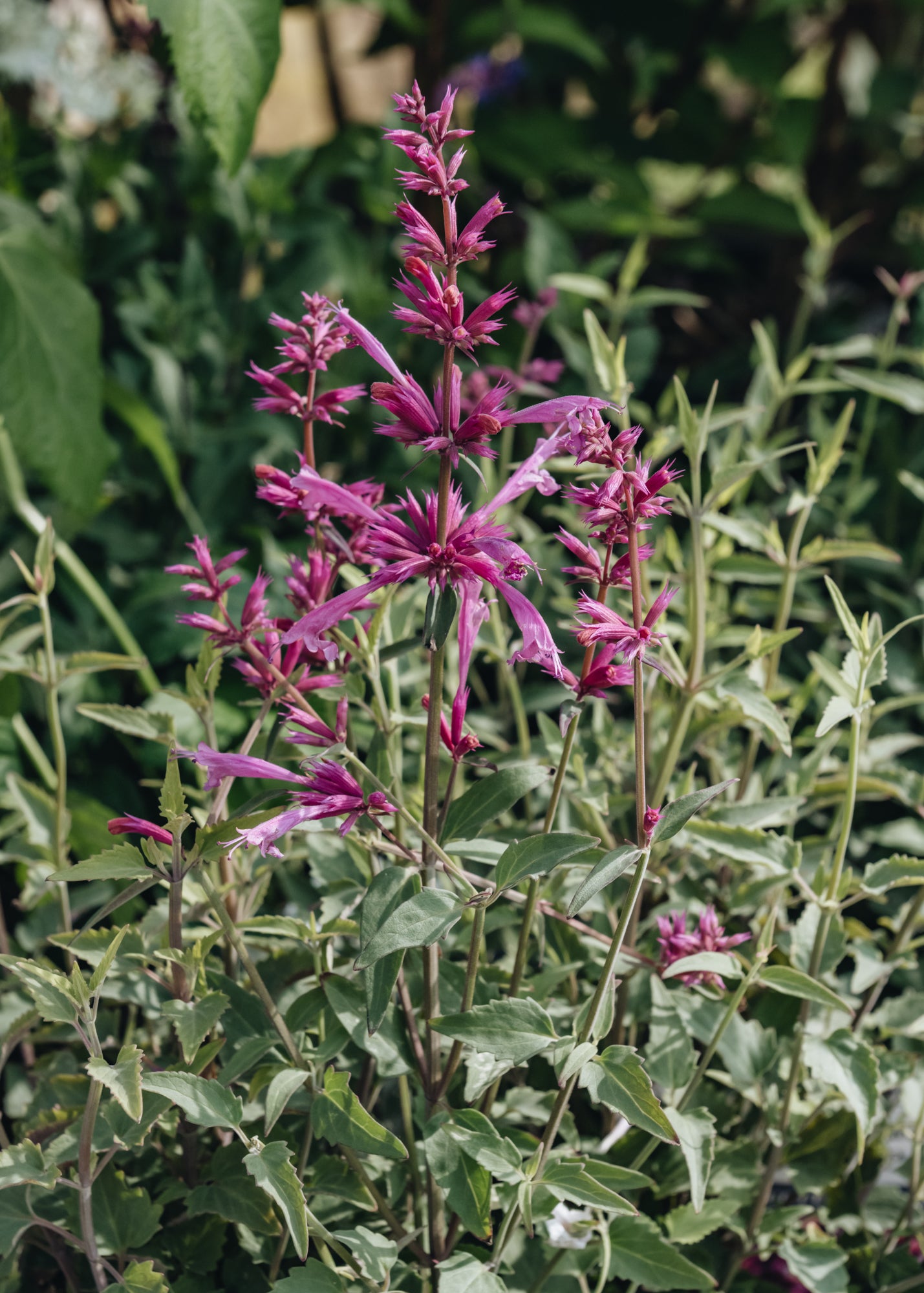 Agastache Rosie Posie 2L