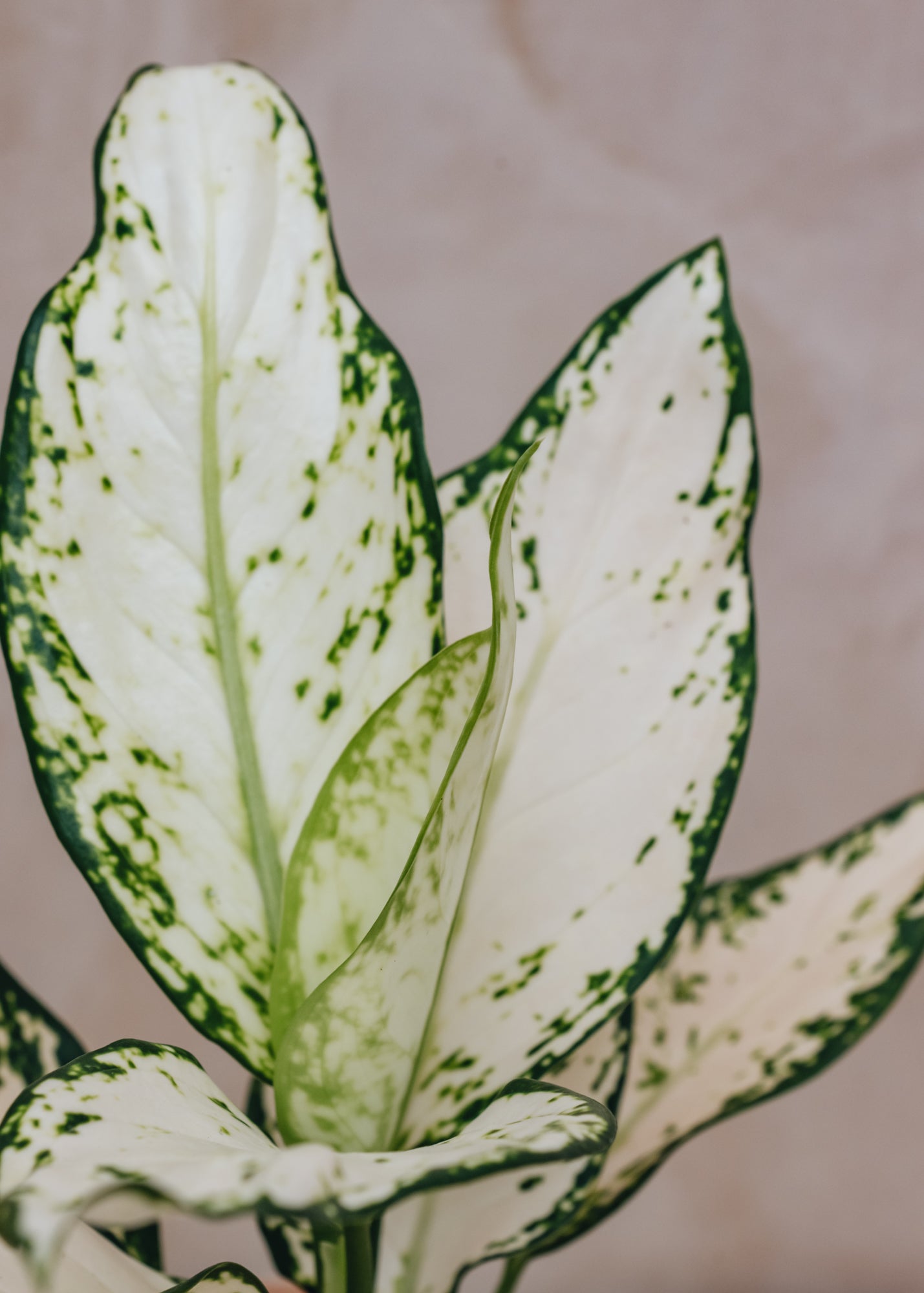 Houseplants Aglaonema Vanilla Baby