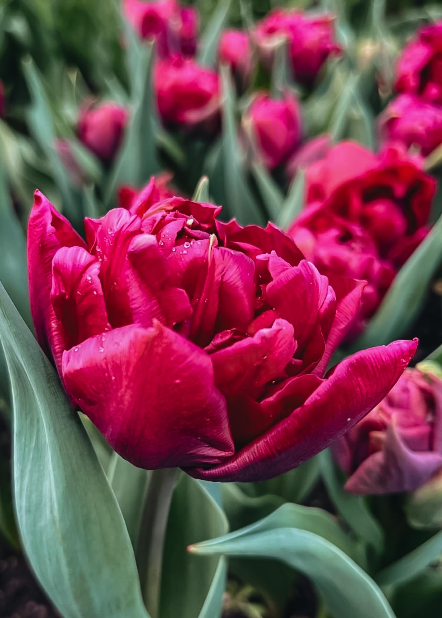 Tulipa Alison Bradley Bulbs