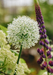 Allium Mount Everest Bulbs