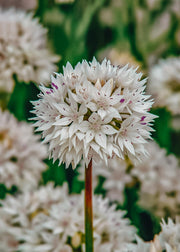 Allium Graceful Beauty Bulbs