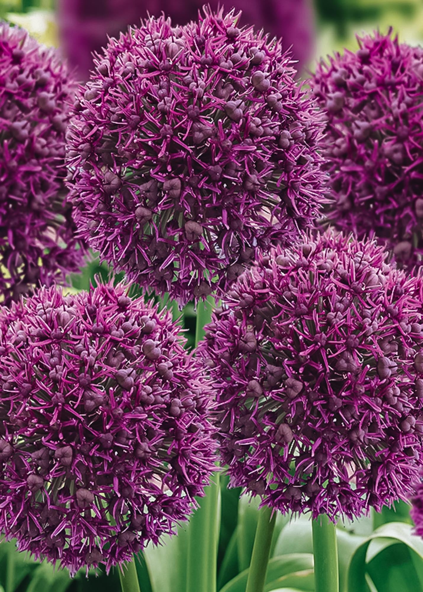 Allium Ostara Bulbs