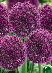 Allium Ostara Bulbs