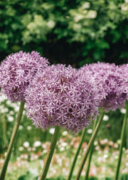 Allium Party Balloons Bulbs