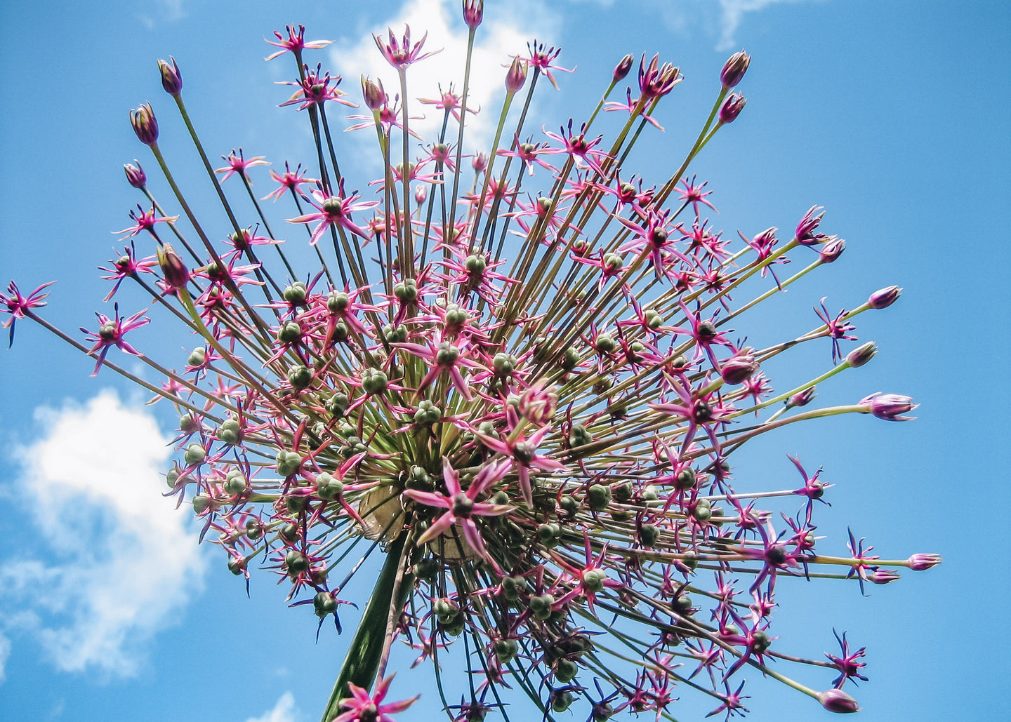 Allium Schubertii Bulbs, pack of five bulbs