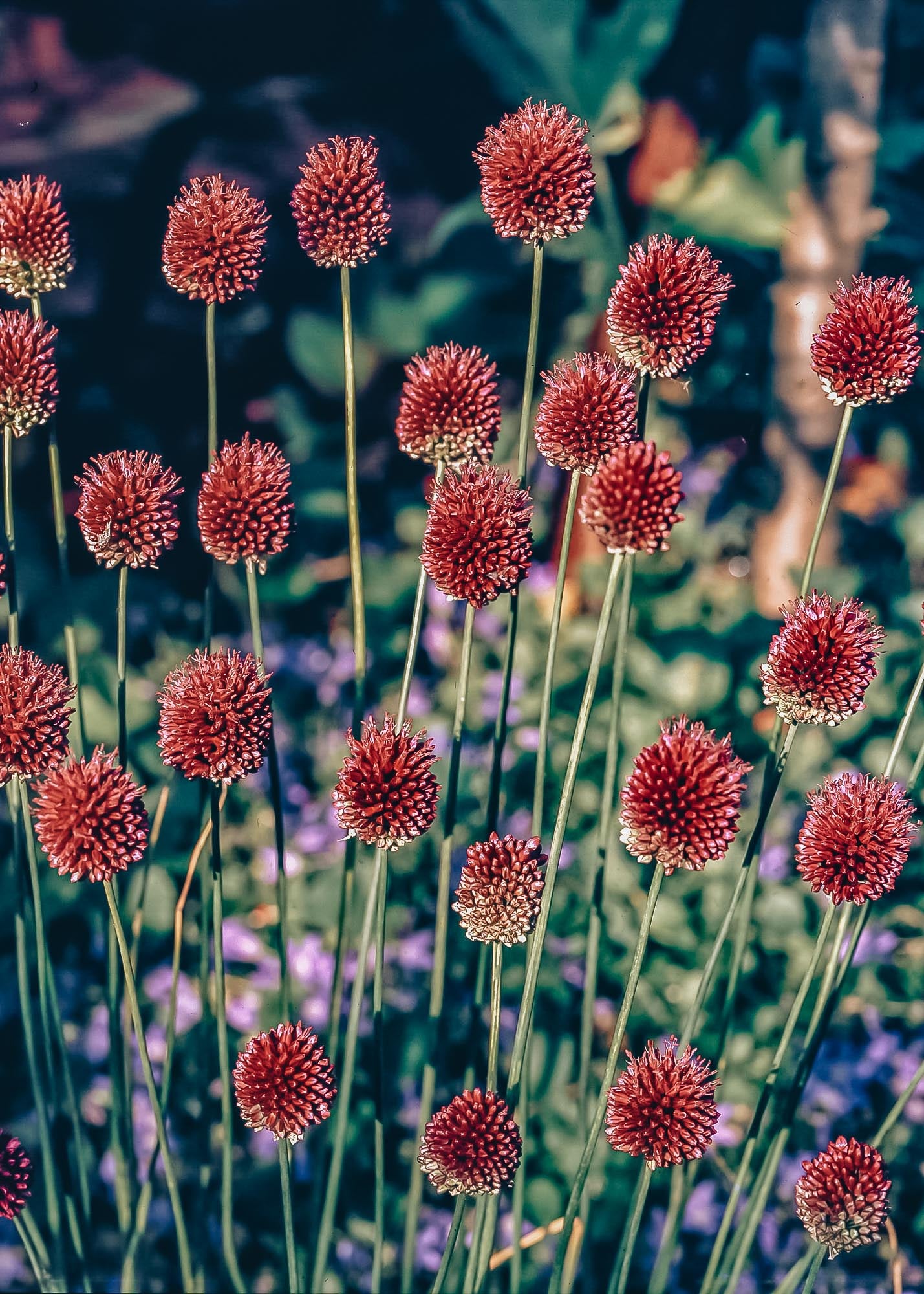 Allium Sphaerocephalon Bulbs