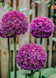 Allium Ambassador Bulbs