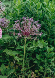 Allium Christophii Bulbs