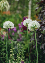 Allium Mount Everest Bulbs