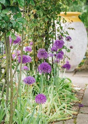 Allium Purple Sensation Bulbs