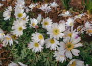 Anemone White Splendour, pack of 20 bulbs