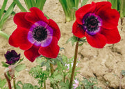 Anemone Bordeaux, pack of 20 corms