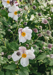 Anemone Anemone Fantasy Elsa, 3L