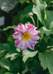 Anemone hupehensis Pretty Lady Emily