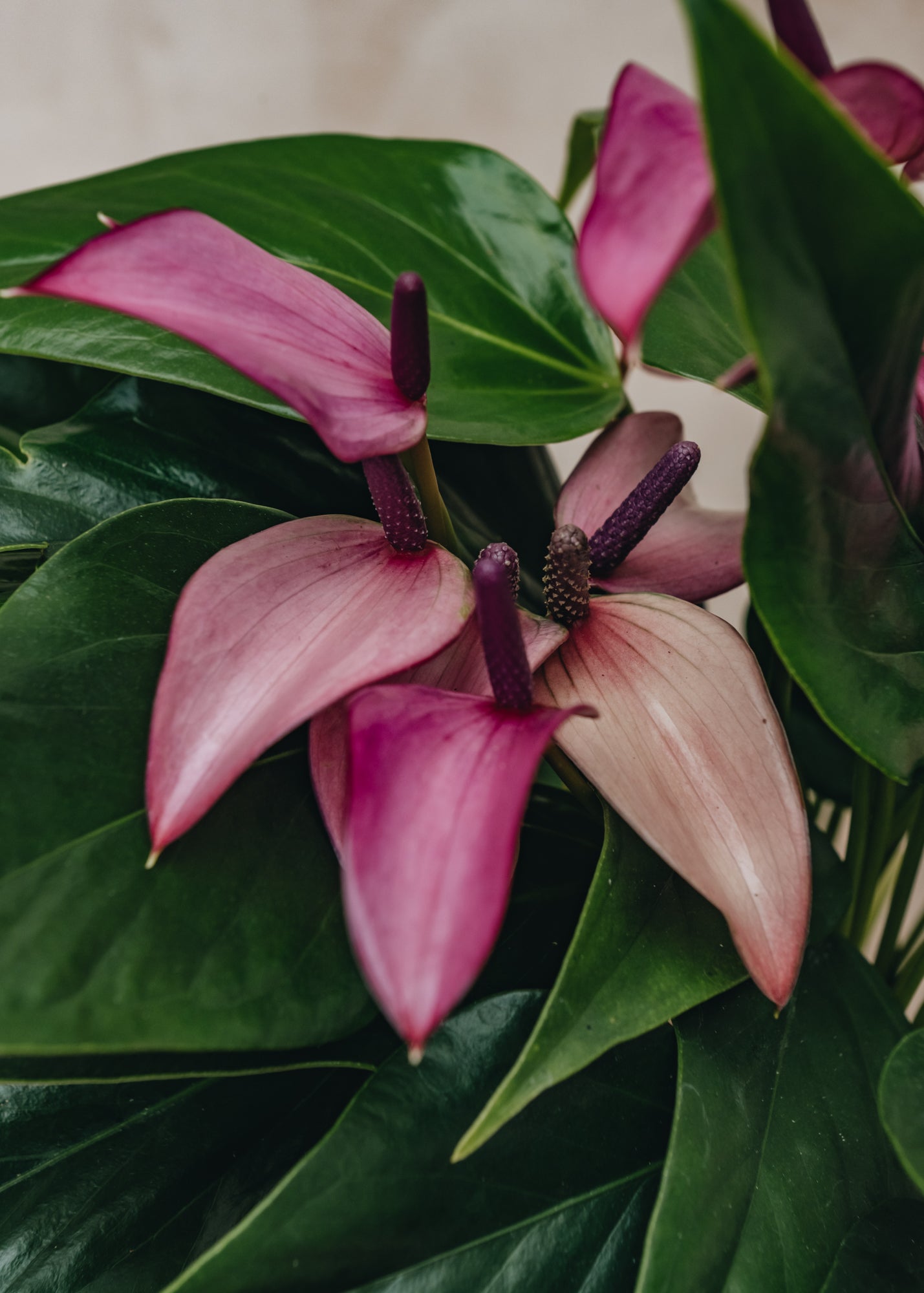 Anthurium Royal Zizou Purple