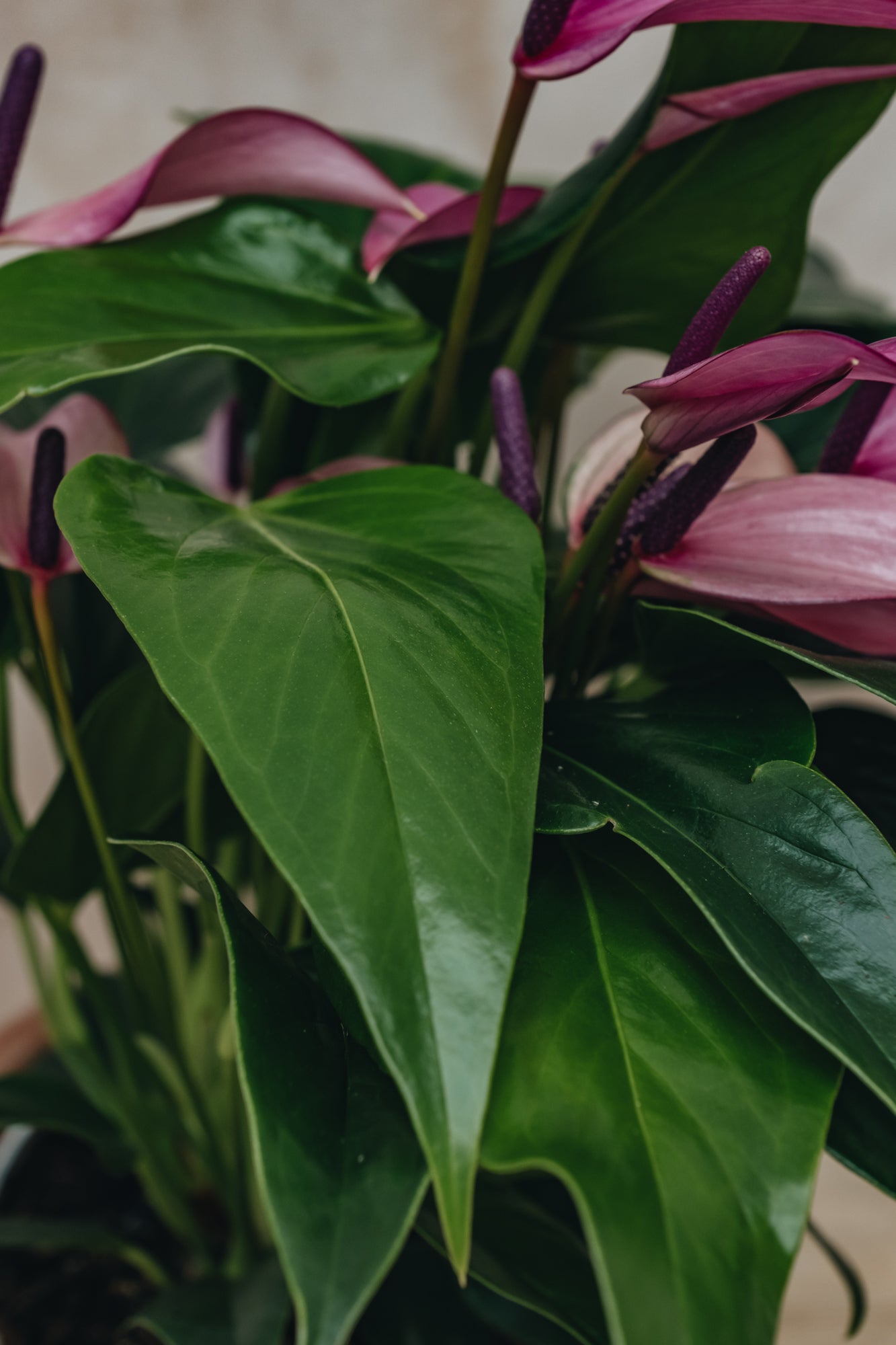 Houseplants Anthurium Royal Zizou Purple