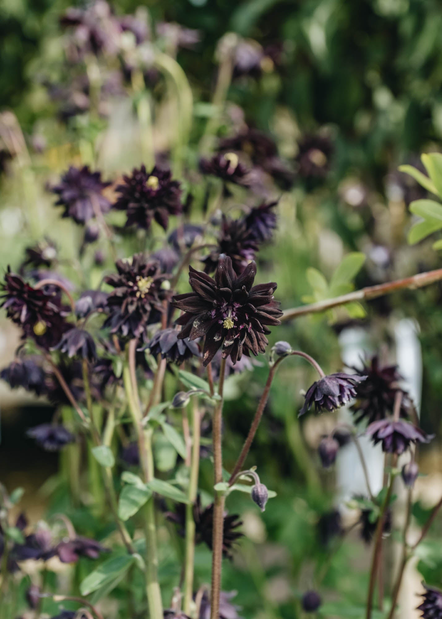 Aquilegia vulgaris var. stellata Barlow Black