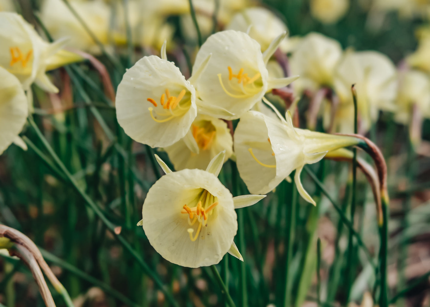 Narcissus Arctic Bells Bulbs