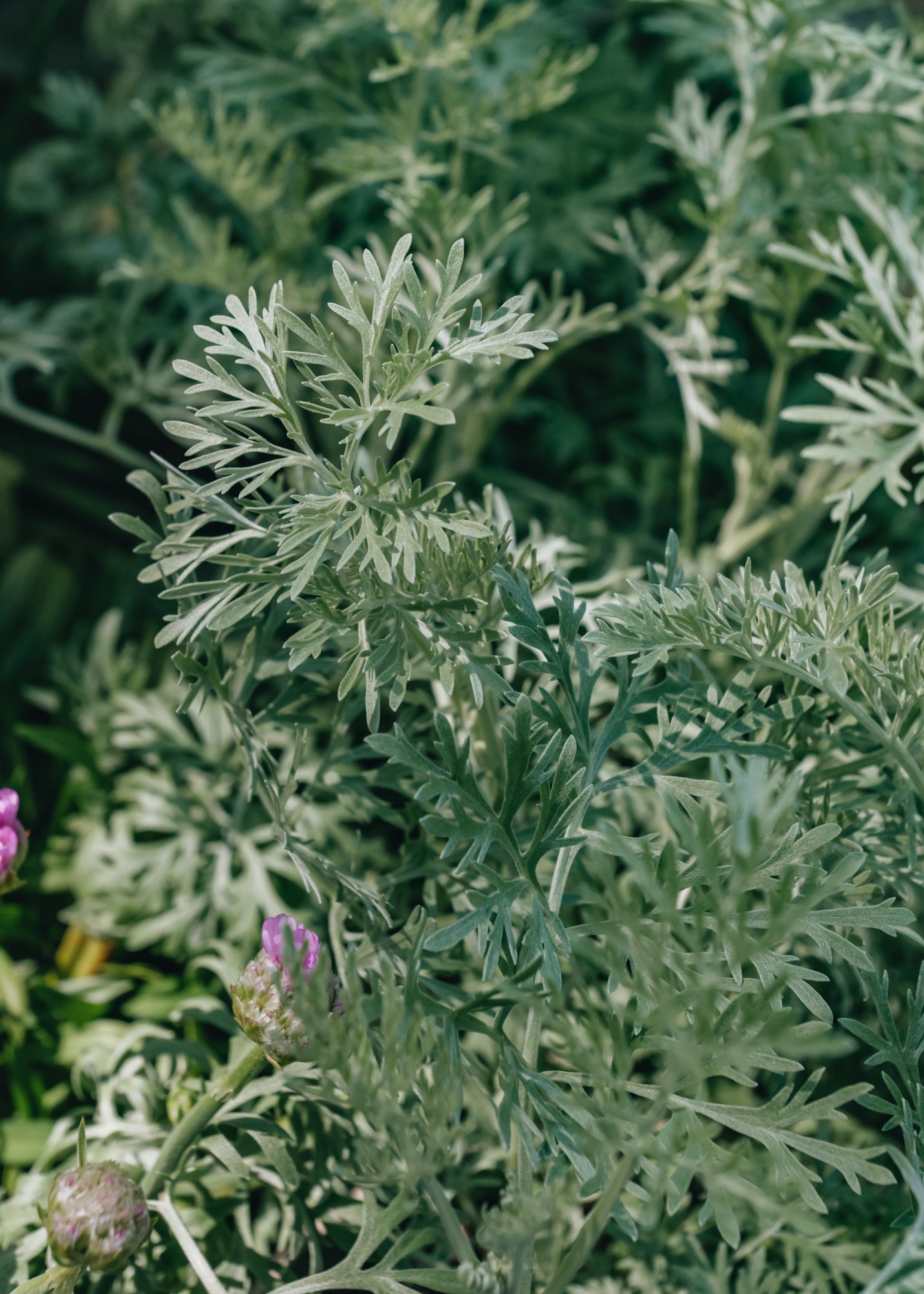 Artemesia Powis Castle – Burford Garden Co.