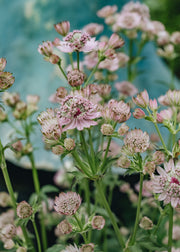 Astrantia Pink Buttons