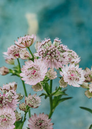 Astrantia Pink Buttons