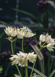 Astrantia Sparkling Stars White