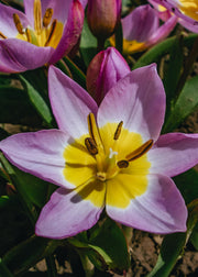 Tulipa Bakeri Lilac Wonder Bulbs