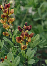 Baptisia Cherries Jubilee