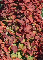 Berberis thunbergii Ruby Star