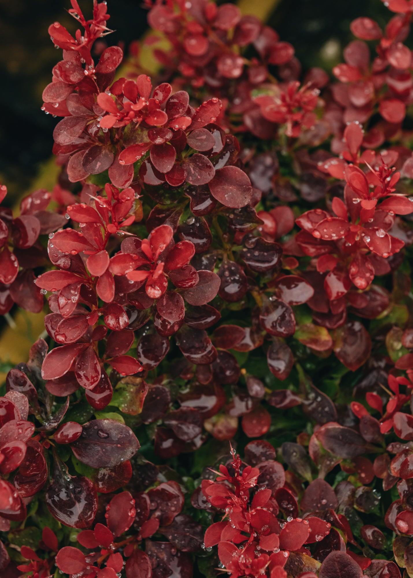 Berberis thunbergii Fireball