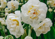 Indoor Narcissus Bridal Crown Bulbs