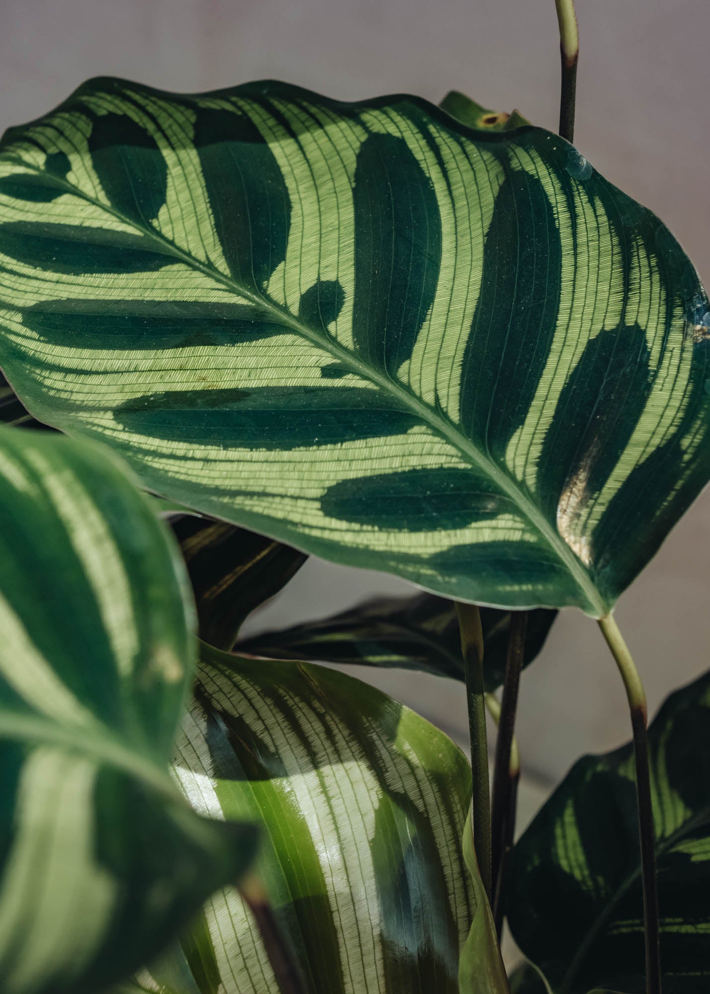 Houseplants Calathea Makoyana