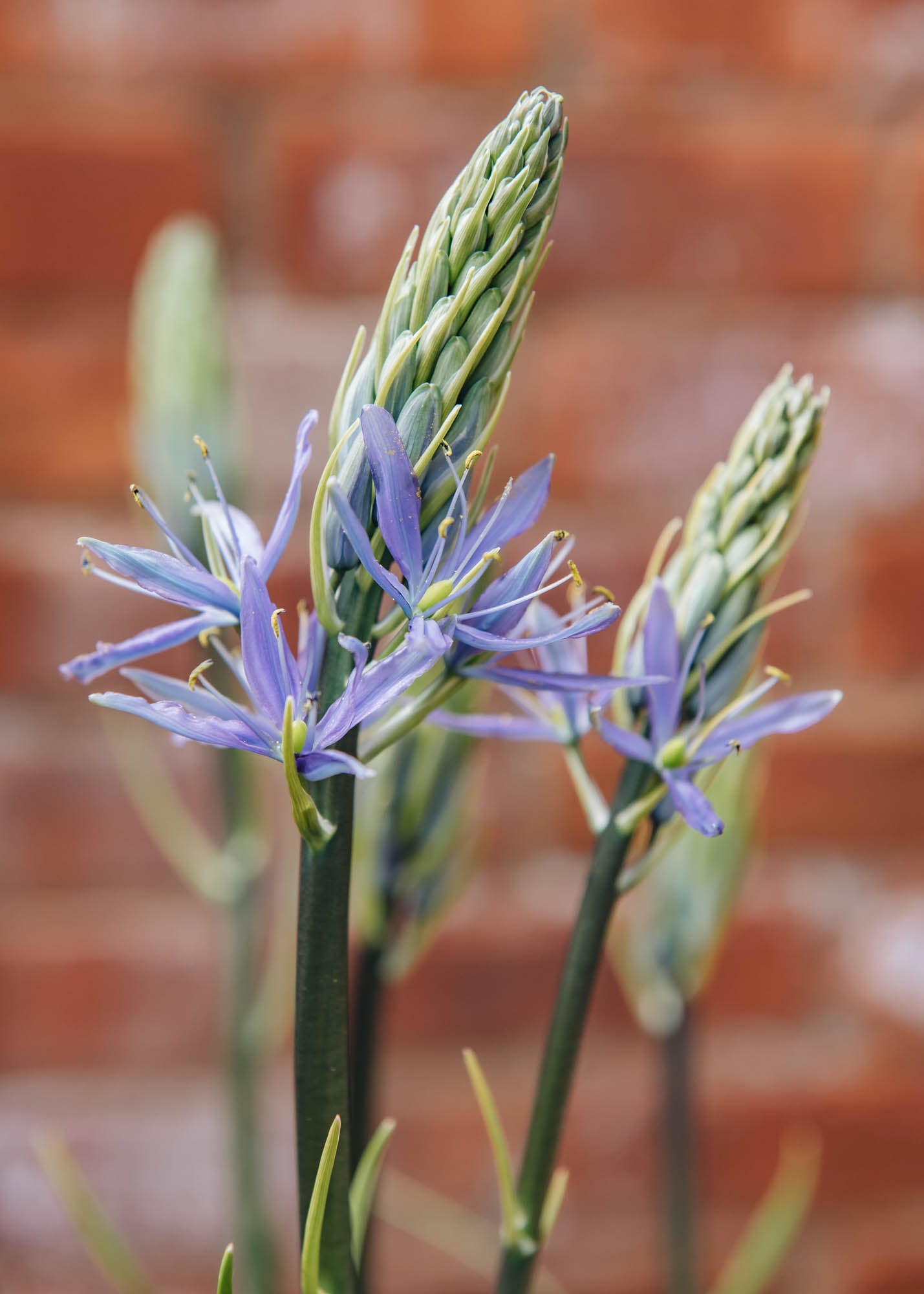 Camassia Leichtlinii Caerulea Bulbs