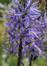 Camassia leichtlinii Quamash, pack of 25 bulbs